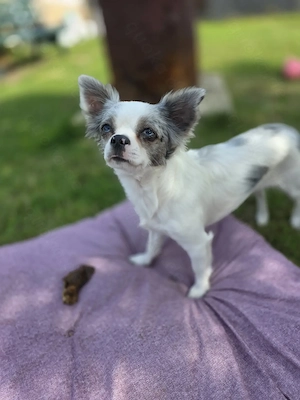 Chihuahua auszugsbereit