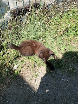 süße Katzenbabys