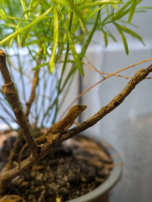 Anolis allogus NZ2026, 1.0