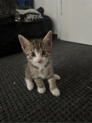 Bengalskittenmix