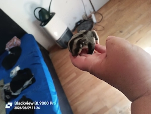 Sugar Glider Nachwuchs Weibchen 