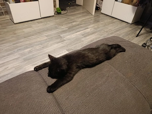 3 14 Wochen alte Kitten abzugeben :)