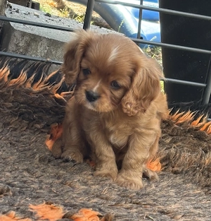 Cavalier King Charles, Spaniel Welpen mit Ahnentafel 
