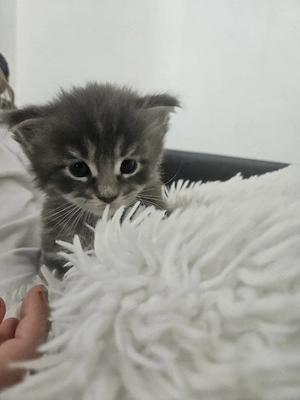 MAINE Coon Kater kinder und Hunde gewöhnt