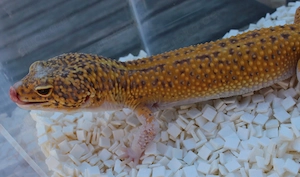 Leopardgecko Männchen Afghan Sunfire Radar proven Breeder