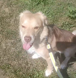 Balou, a.d.Tierschutz, sucht Happy-Home 