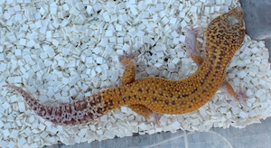 Leopardgecko Männchen Afghan Sunfire Radar proven Breeder