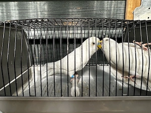 Junges wellensittich pärchen 