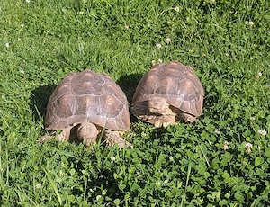 Sporenschildkröten 