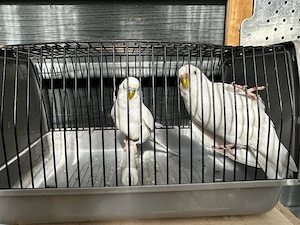 Junges wellensittich pärchen 
