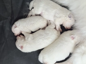 Wunderschöne Pomeranian (Zwergspitz)-Welpen suchen ihr Für-immer-Zuhause
