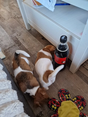 Reinrassige Jackrassel Welpen