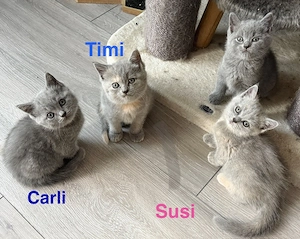 3 BKH Kitten ab Ende August in liebevolle Hände abzugeben