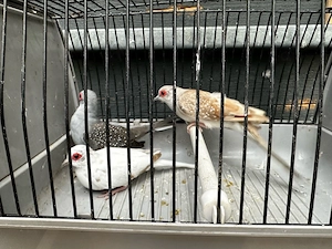 Diamanttauben familie 