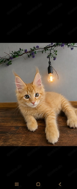 Traumhaft Flauschige Maine Coon Kitten 