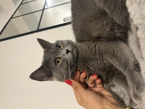 Britisch kurzhaar Katzen 