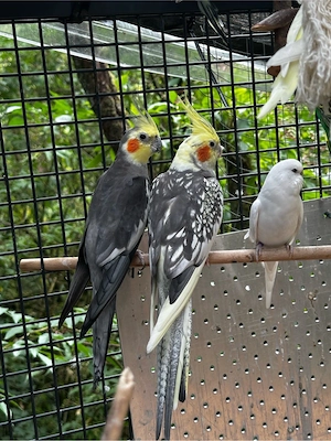 Nymphensittich pärchen  Bild 2