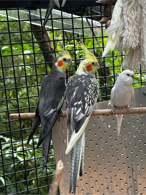 Nymphensittich pärchen 