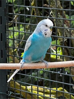Wellensittich pärchen ( Halbstandart Tcb) Bild 2