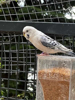 Wellensittich pärchen ( Halbstandart Tcb) Bild 3