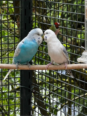 Wellensittich pärchen ( Halbstandart Tcb) Bild 4