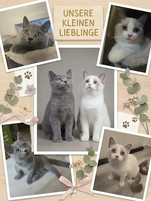 BKH Kitten Mädels 2x geimpft abgabebereit