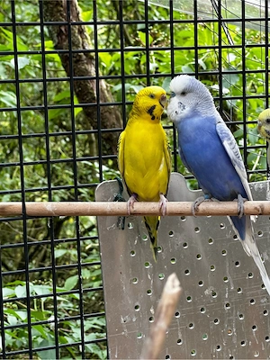 Wellensittich paar (violett und tcb)