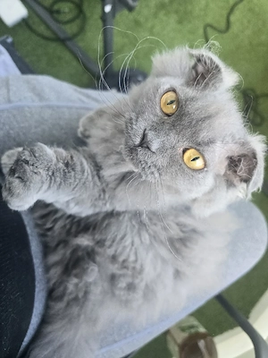 Kiki sucht Dich