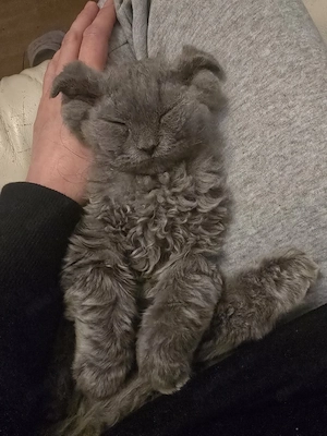 BKH-Cornish Rex Mix