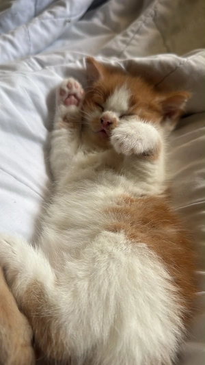 Baby Kitten 