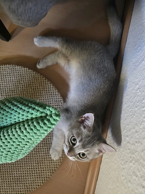 BKH-Kitten sucht ein Zuhause   