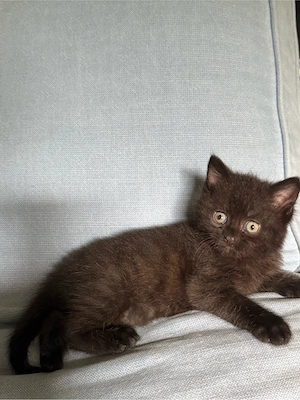 Baby Kater
