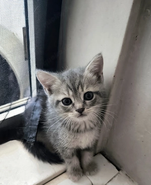 Britisch Kurzhaar Kitten 