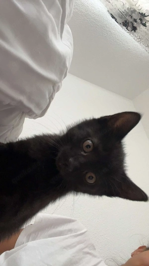 junge katzen  Bild 3