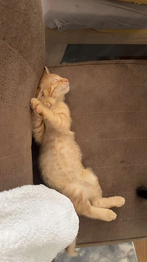 junge katzen  Bild 4