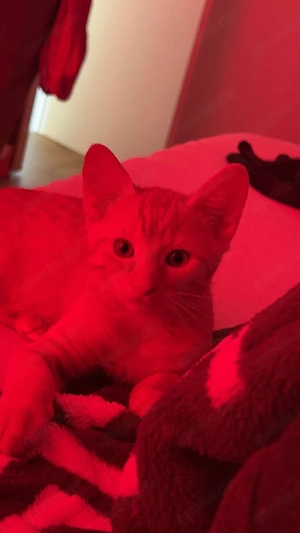 junge katzen  Bild 2