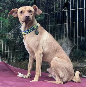Ronin der kleine süße Ratero , 9 Kilo sucht seine Familie   PLZ 82284