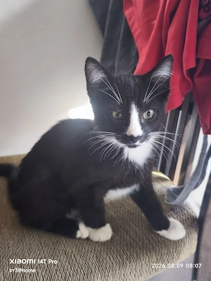 4 Katzenbabys suchen ein Zuhause 