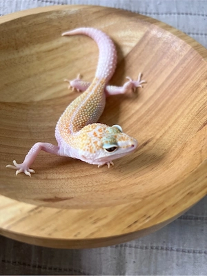 0.1 White & Yellow Tremper Albino Enigma 