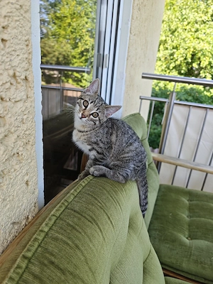 Katzenbabys 