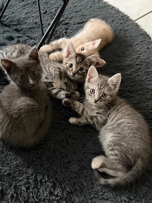Kitten zur Abgabe bereit