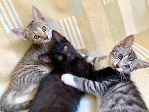 Kleine Kitten Katzenbabys Kätzchen suchen neues Zuhause 