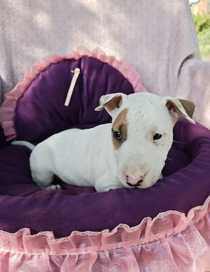 Miniatur Bullterrier (Mix) Welpen Rüden 
