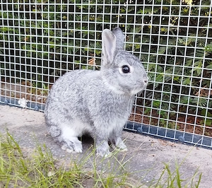 geimpfte kleinbleibende Farbenzwerg Zwergkaninchen Kaninchen Chinchilla Hase Minizwerge Emsdetten