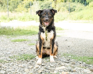 Unser Traumhund Luis sucht Familienanschluss