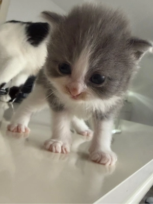 Kitten langhaar grau 