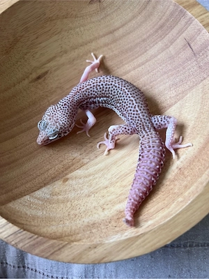 0.1 Super Snow Bell Albino