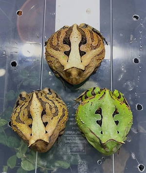 0.0.5 Ceratophrys cornuta 