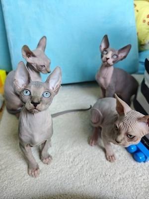 Wunderschöne Sphynx Kitten zu verkaufen 