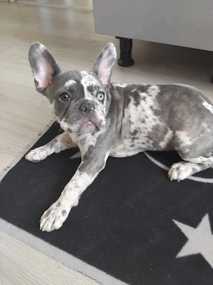 Französische Bulldogge Welpe (Hündin, 